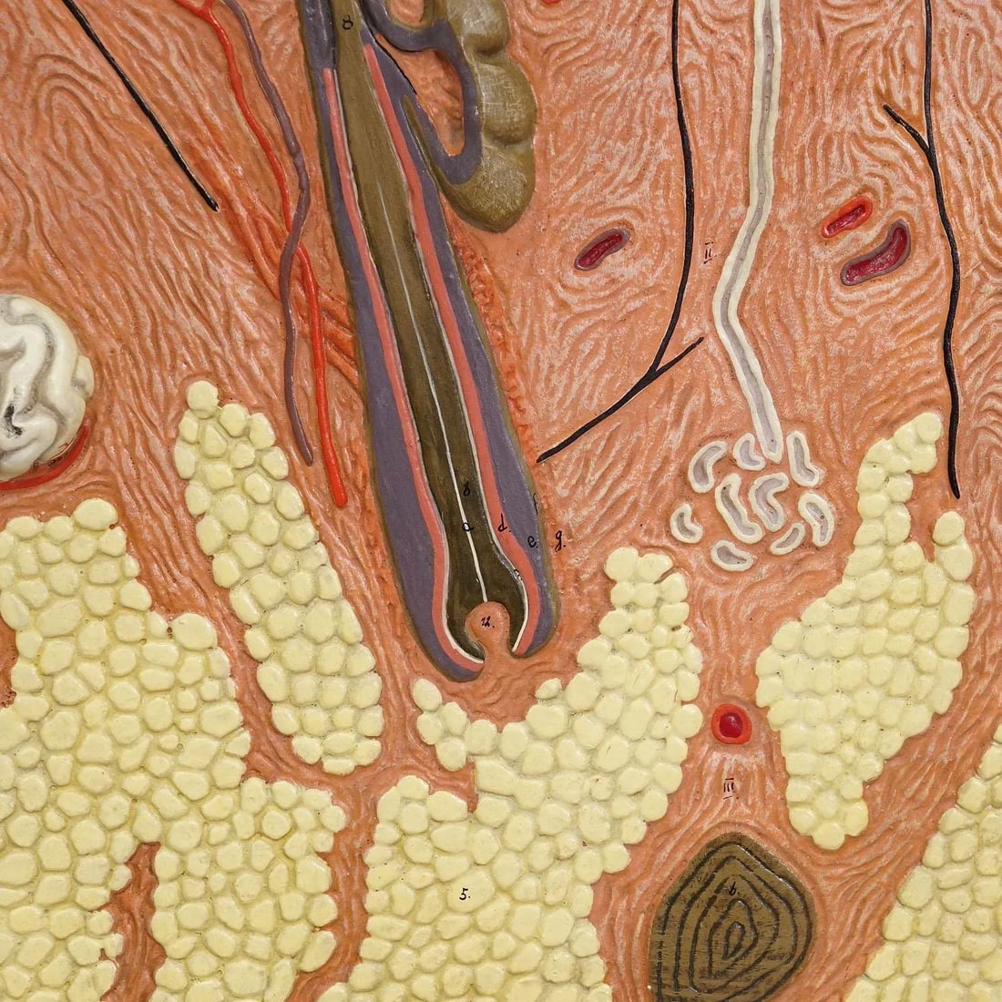 Teaching Aid Showpiece - Structure of the Human Skin, Resin on Wood 1950s - 4
