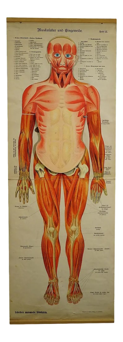 Antique Foldable Anatomical Wall Chart Depicting Human Musculature: Antique Foldable Anatomical Wall Chart Depicting Human Musculature A rare 19. century anatomical wall chart depicting human musculature and internal organs. with removable multicoloured human organs