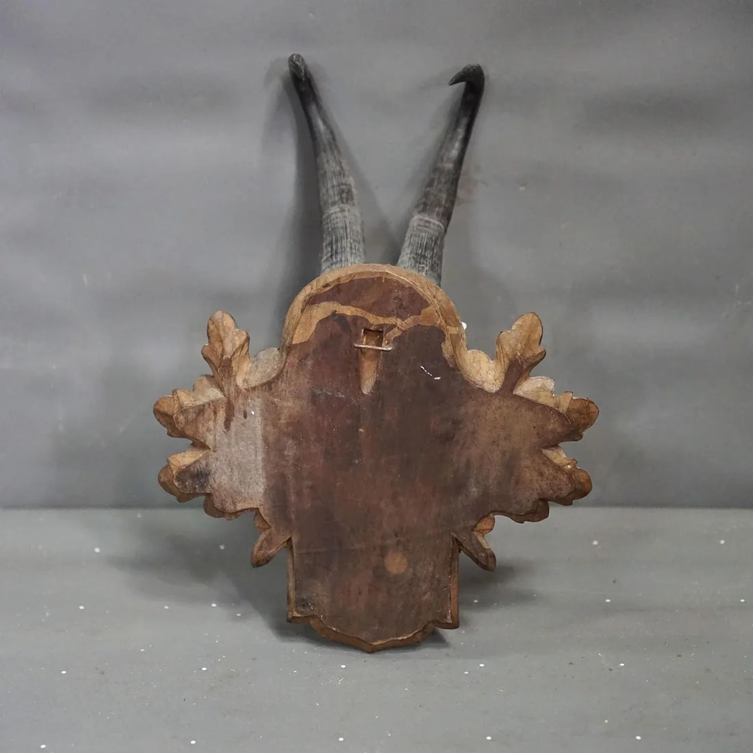 Large Chamois Trophy on Carved Plaque, Austria 1954 - 5
