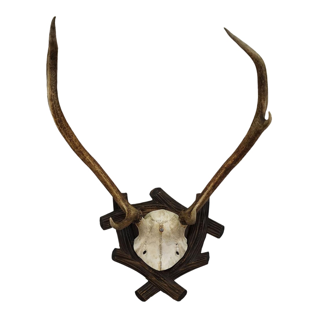 Large Black Forest Antique Deer Trophy, Germany 1940s: Large Black Forest Antique Deer Trophy, Germany 1940s A large uneven 5 pointer deer (Cervus elaphus) trophy mounted on a carved wooden plaque. The trophy was shot in the 1940s. Good condition.