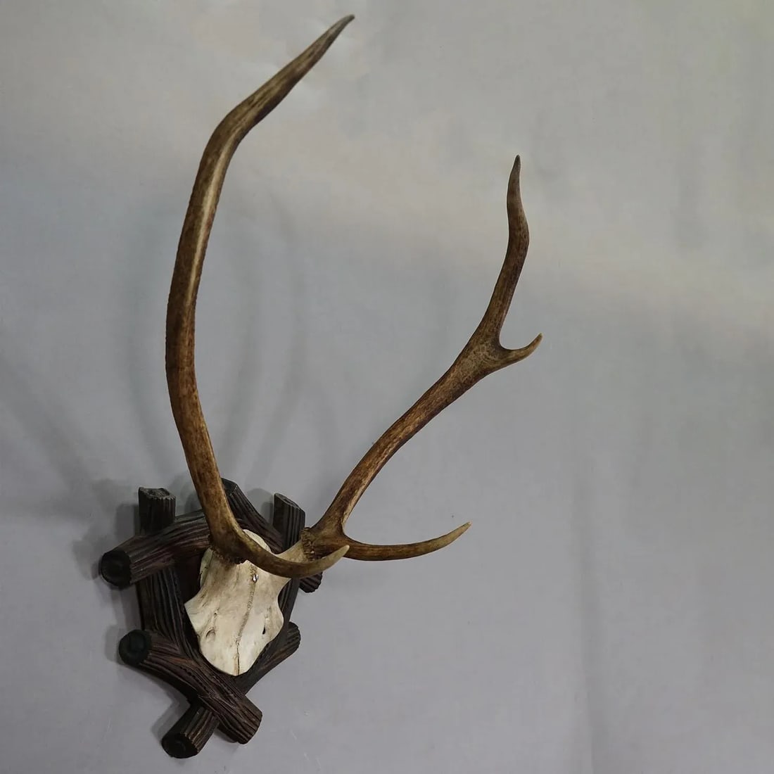 Large Black Forest Antique Deer Trophy, Germany 1940s - 2