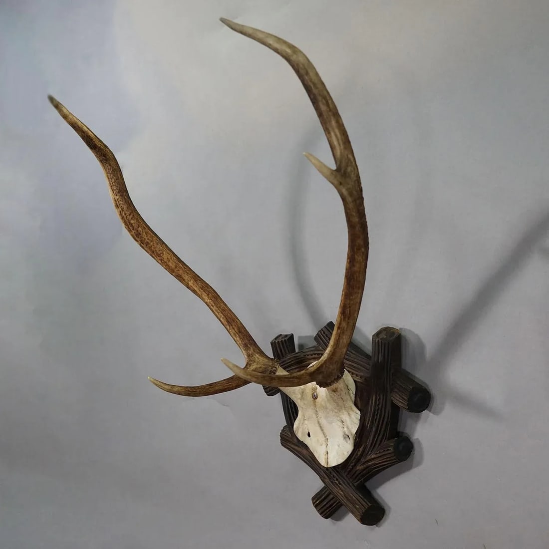 Large Black Forest Antique Deer Trophy, Germany 1940s - 3