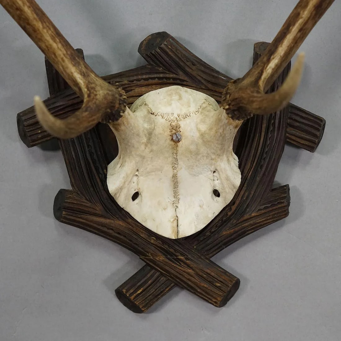 Large Black Forest Antique Deer Trophy, Germany 1940s - 5
