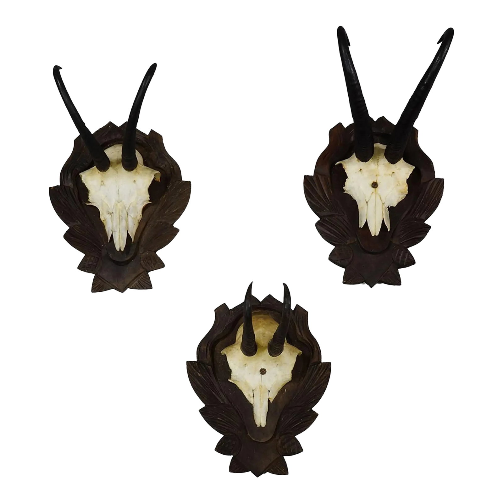 Set of Three Vintage Chamois Trophies on Carved Plaques, Germany: Set of Three Vintage Chamois Trophies on Carved Plaques, Germany A decorative set of three large vintage trophies of the chamois (Rupicapra rupicapra), mounted on a black carved wooden plaque. The