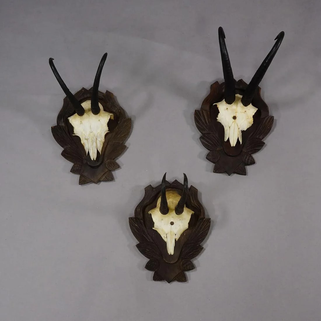 Set of Three Vintage Chamois Trophies on Carved Plaques, Germany - 2