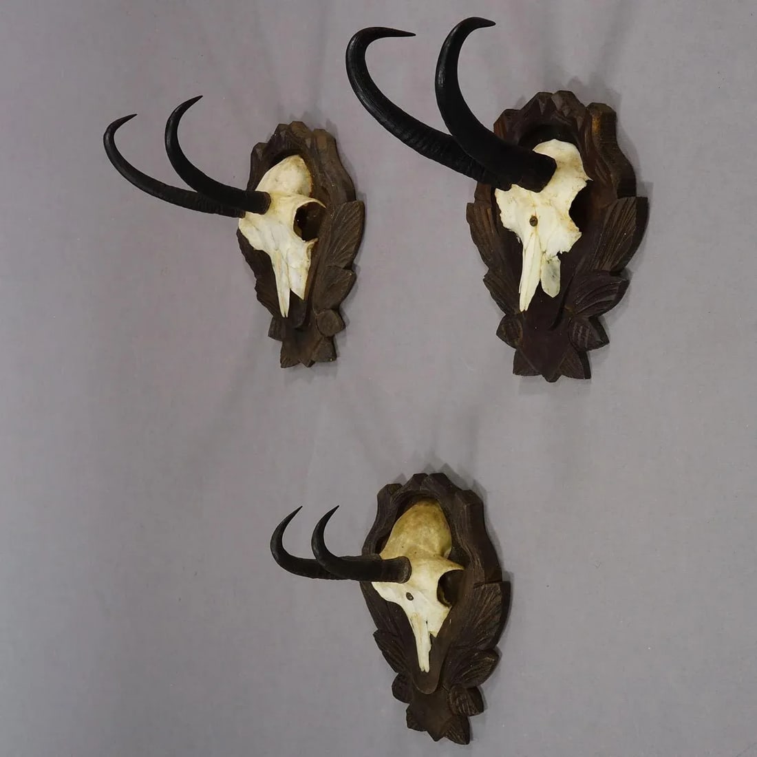 Set of Three Vintage Chamois Trophies on Carved Plaques, Germany - 3