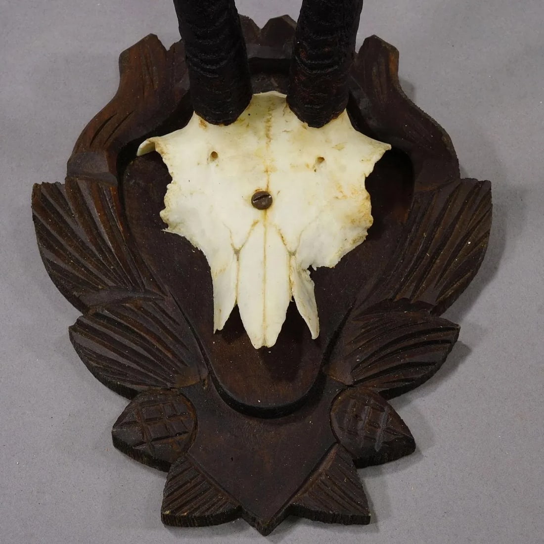 Set of Three Vintage Chamois Trophies on Carved Plaques, Germany - 6