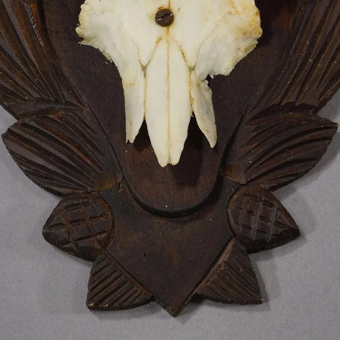 Set of Three Vintage Chamois Trophies on Carved Plaques, Germany - 7