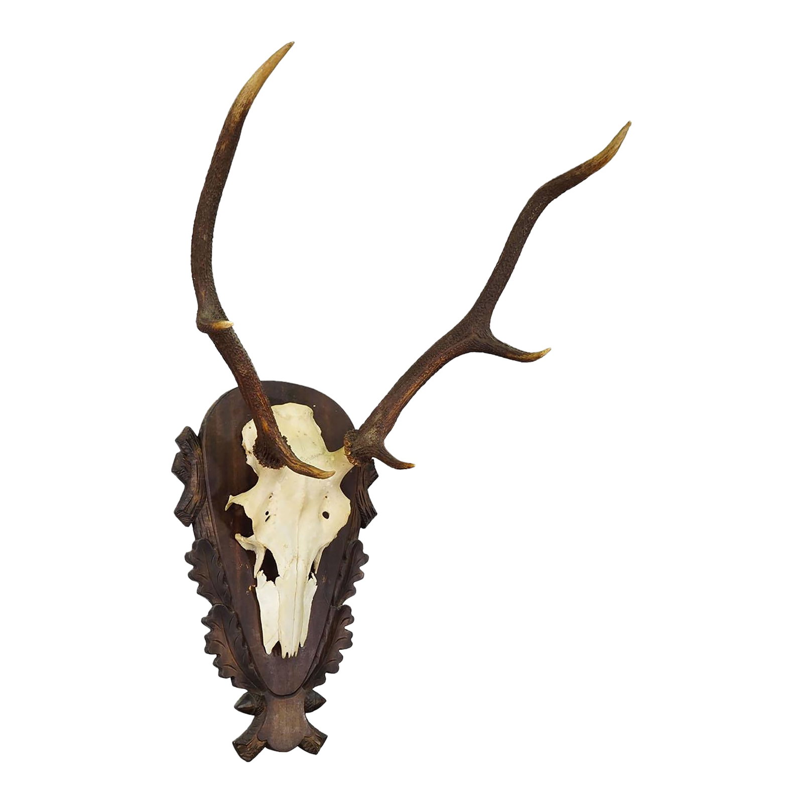 Large Black Forest Red Deer Trophy on Carved Plaque - Germany 1930: Large Black Forest Red Deer Trophy on Carved Plaque - Germany 1930 A large 6 pointer red deer (Cervus elaphus) trophy from Germany mounted on a stained wooden plaque with elaborate carvings of oak