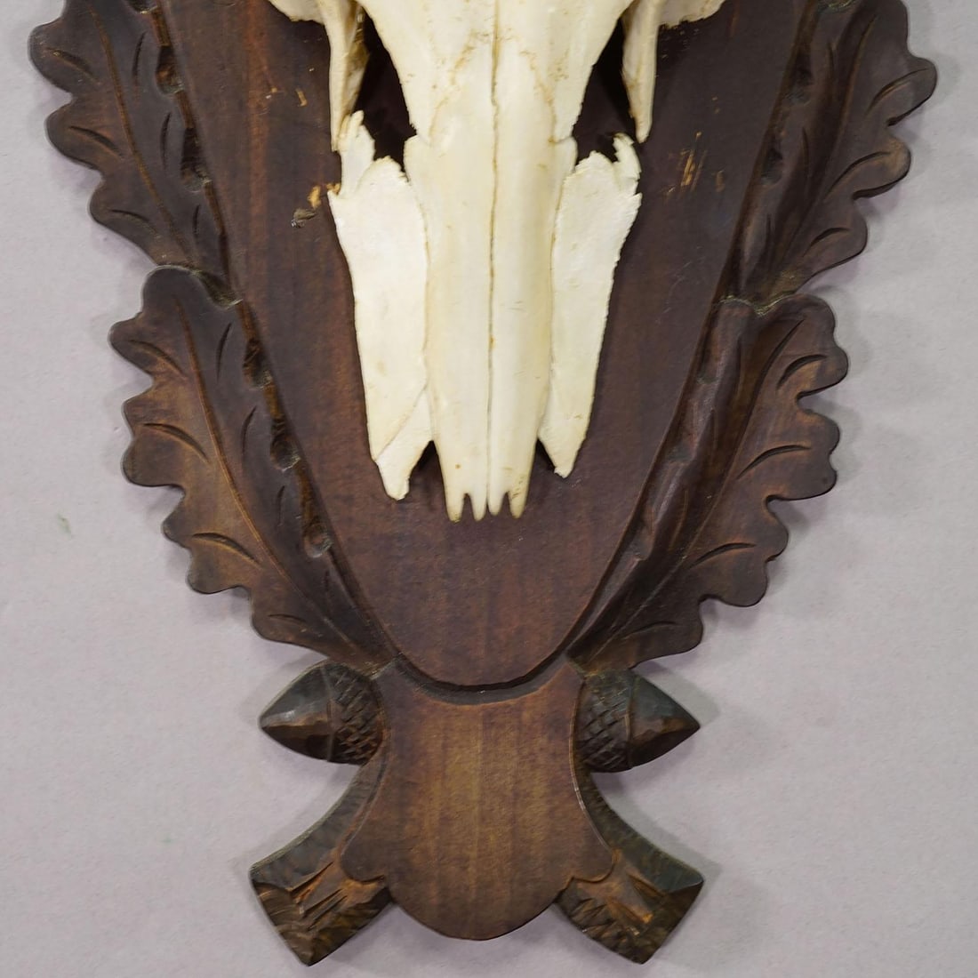 Large Black Forest Red Deer Trophy on Carved Plaque - Germany 1930 - 5