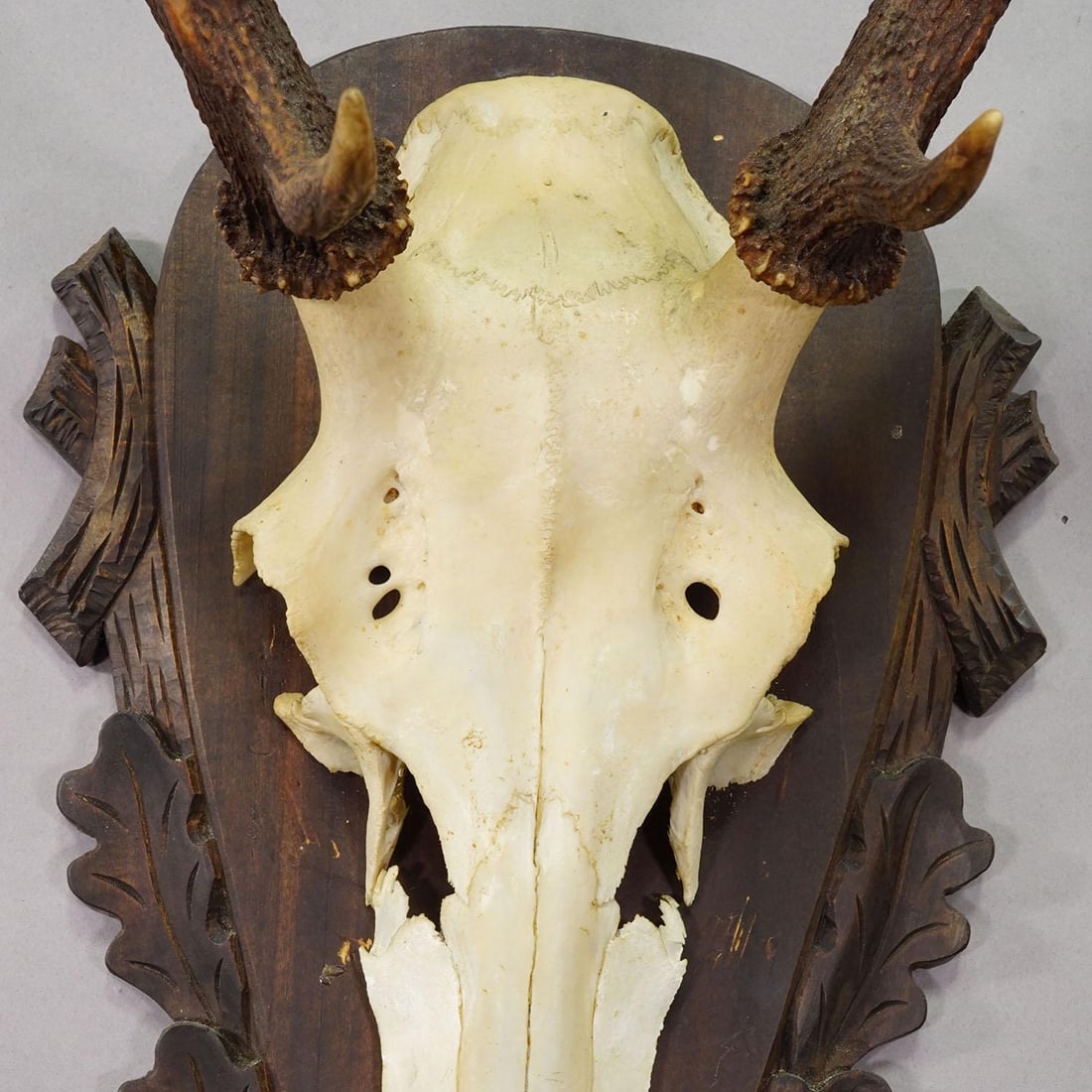 Large Black Forest Red Deer Trophy on Carved Plaque - Germany 1930 - 7