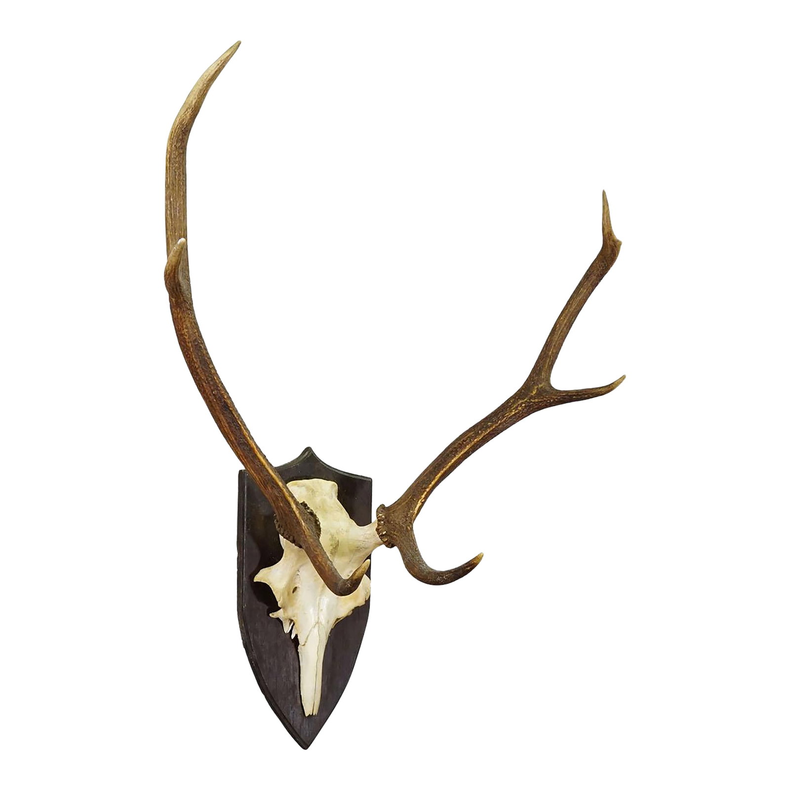 Large Black Forest Red Deer Trophy on Turned Plaque - Germany 1935 (1 of 5)