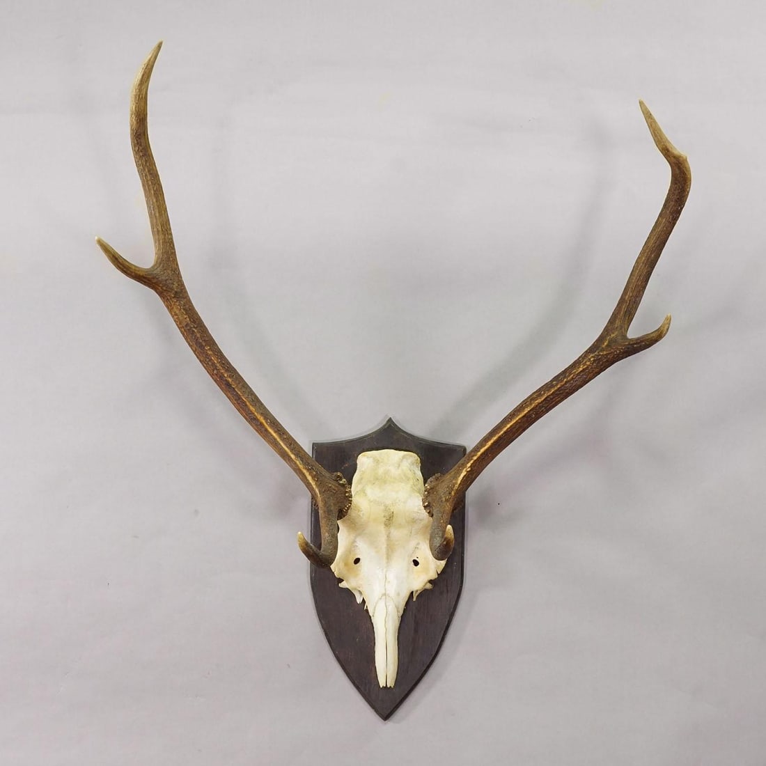 Large Black Forest Red Deer Trophy on Turned Plaque - Germany 1935 - 2