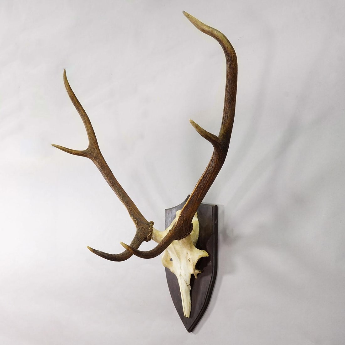 Large Black Forest Red Deer Trophy on Turned Plaque - Germany 1935 - 3