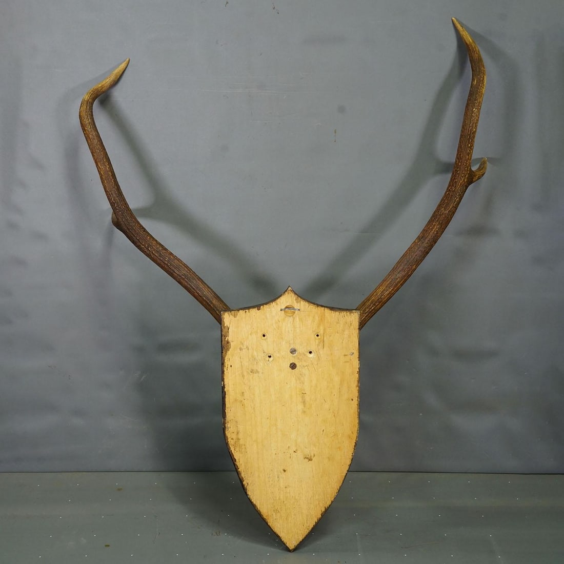 Large Black Forest Red Deer Trophy on Turned Plaque - Germany 1935 - 4