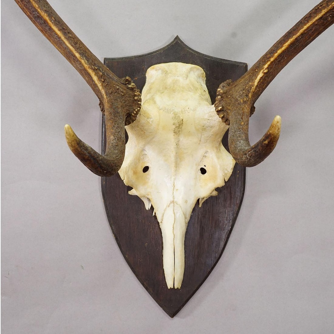 Large Black Forest Red Deer Trophy on Turned Plaque - Germany 1935 - 5