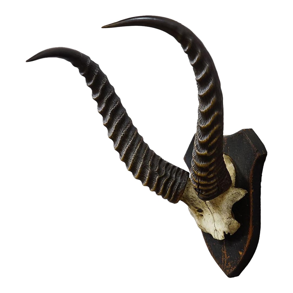 Antique Springbok Trophy on Wooden Plaque, Ca. 1930s: Antique Springbok Trophy on Wooden Plaque, ca. 1930s A springbok skull with horns (Antidorcas marsupialis), mounted on a dark brown wooden plaque. The natural form of the skull and the elegant,