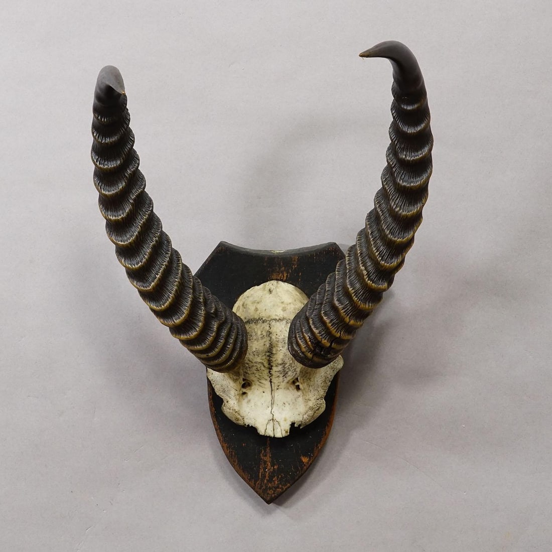 Antique Springbok Trophy on Wooden Plaque, Ca. 1930s - 3