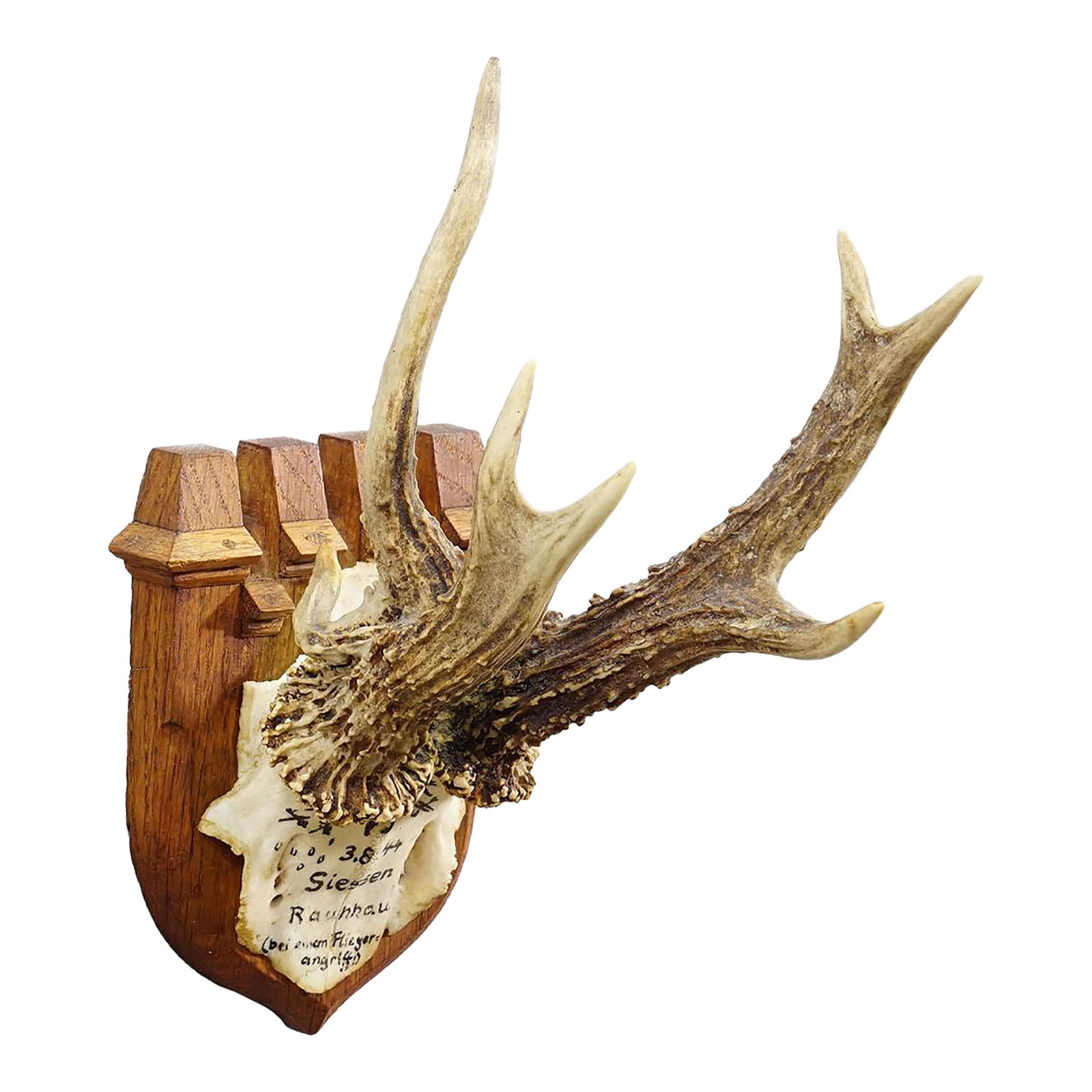 Vintage Red Deer Trophy by Franz Joseph, Prince of Thurn and Taxis, 1944: Vintage Red Deer Trophy by Franz Joseph, Prince of Thurn and Taxis, 1944 This hunting trophy features a roe deer (Capreolus capreolus) with abnormal antlers, mounted on a wooden plaque. The shape of