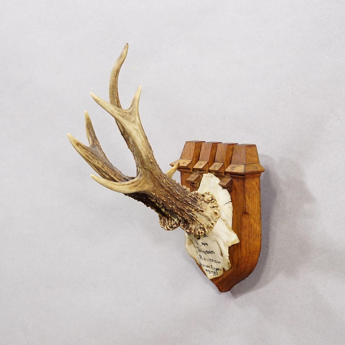 Vintage Red Deer Trophy by Franz Joseph, Prince of Thurn and Taxis, 1944 - 2