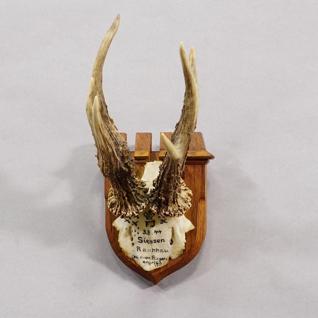 Vintage Red Deer Trophy by Franz Joseph, Prince of Thurn and Taxis, 1944 - 3