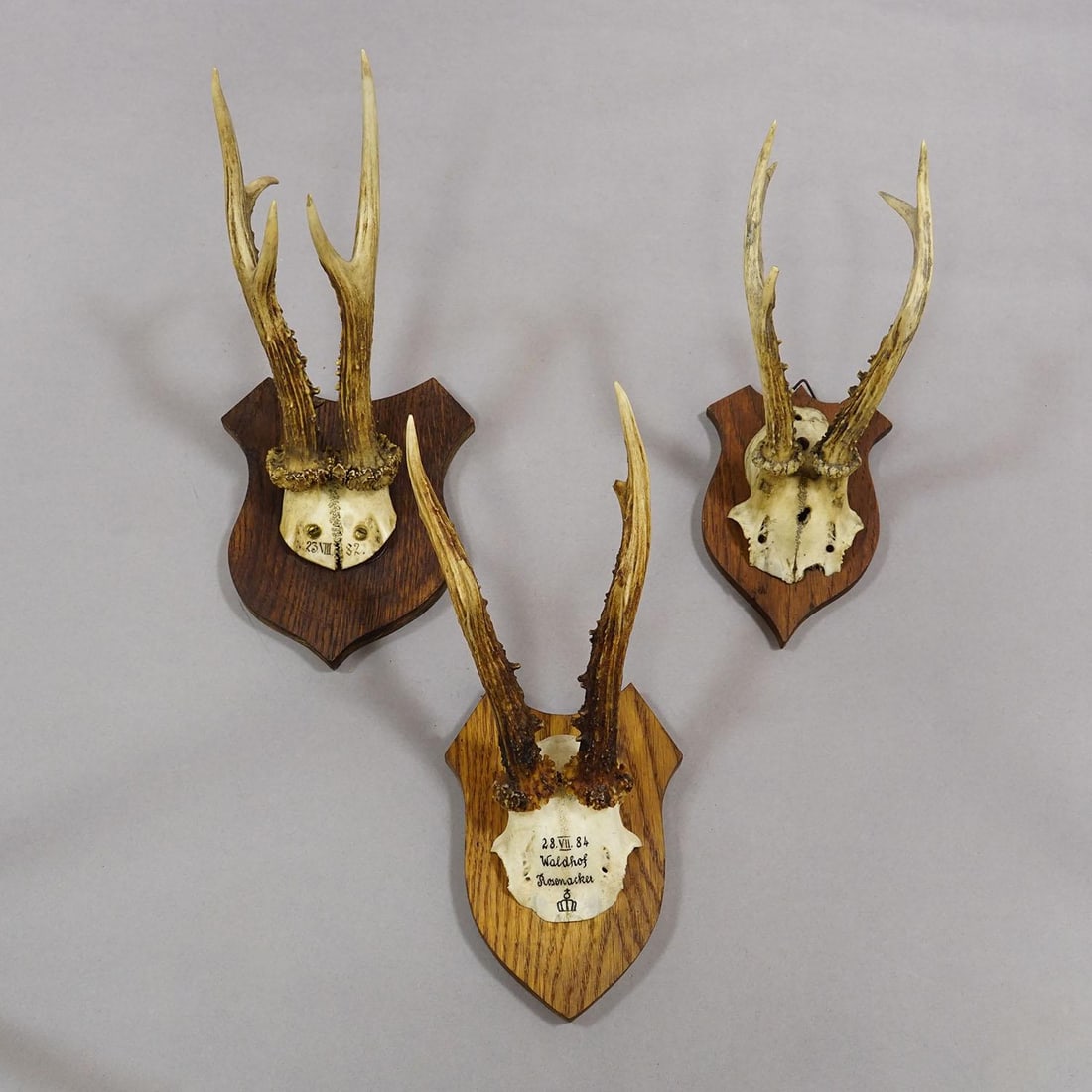 Six Large Roe Deer Trophies on Carved Plaques Germany 19.Century - 3