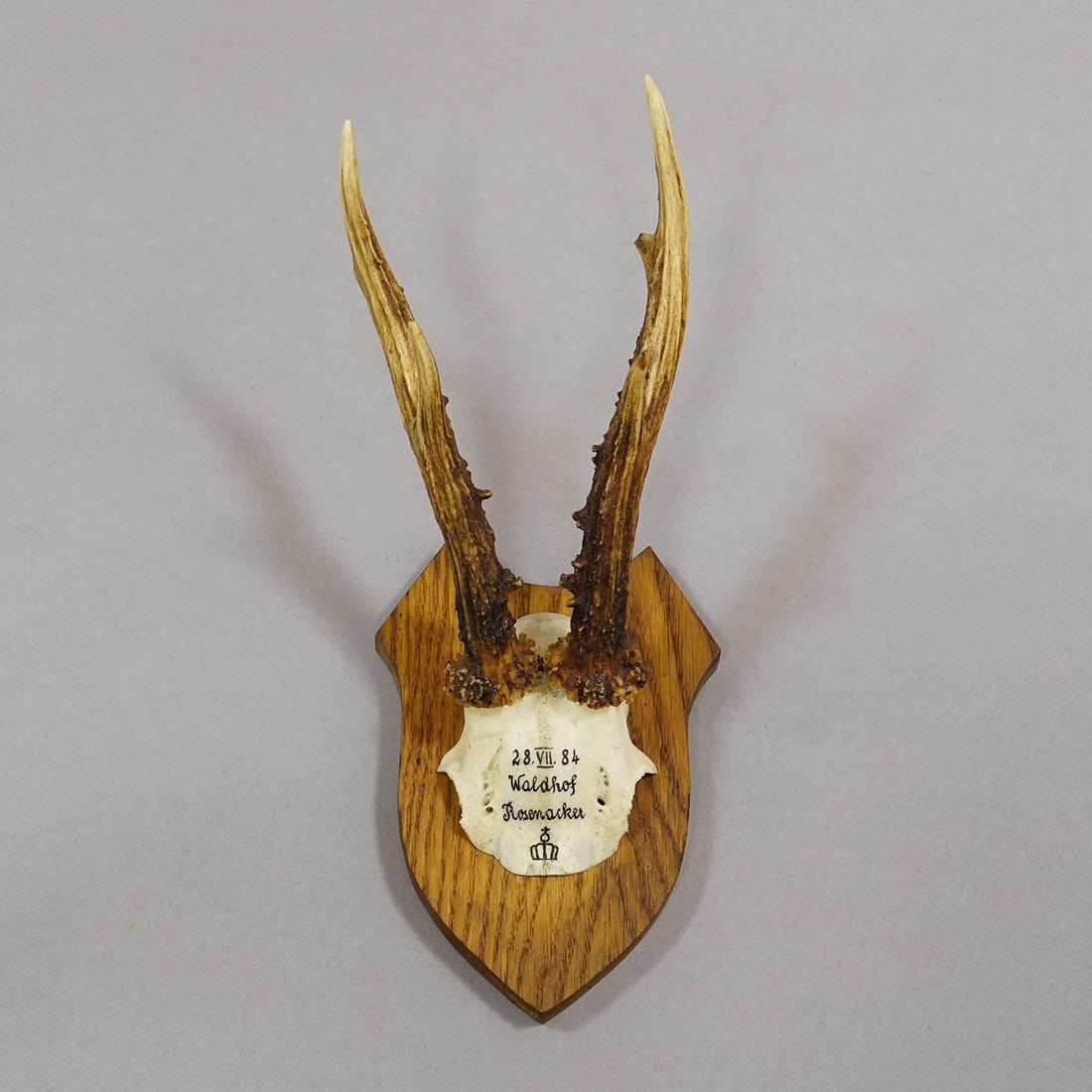 Six Large Roe Deer Trophies on Carved Plaques Germany 19.Century - 4