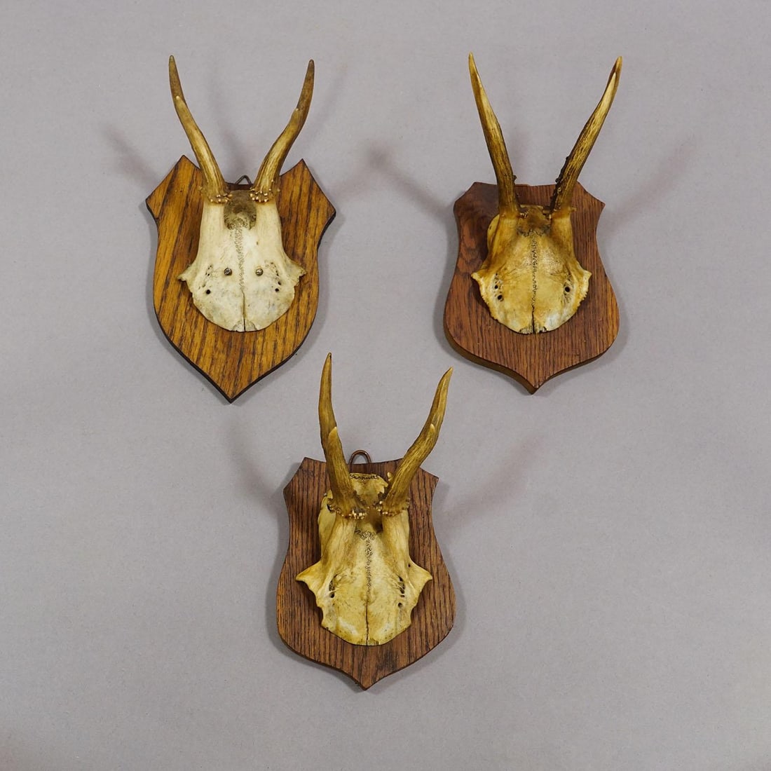 Six Large Roe Deer Trophies on Carved Plaques Germany 19.Century - 5