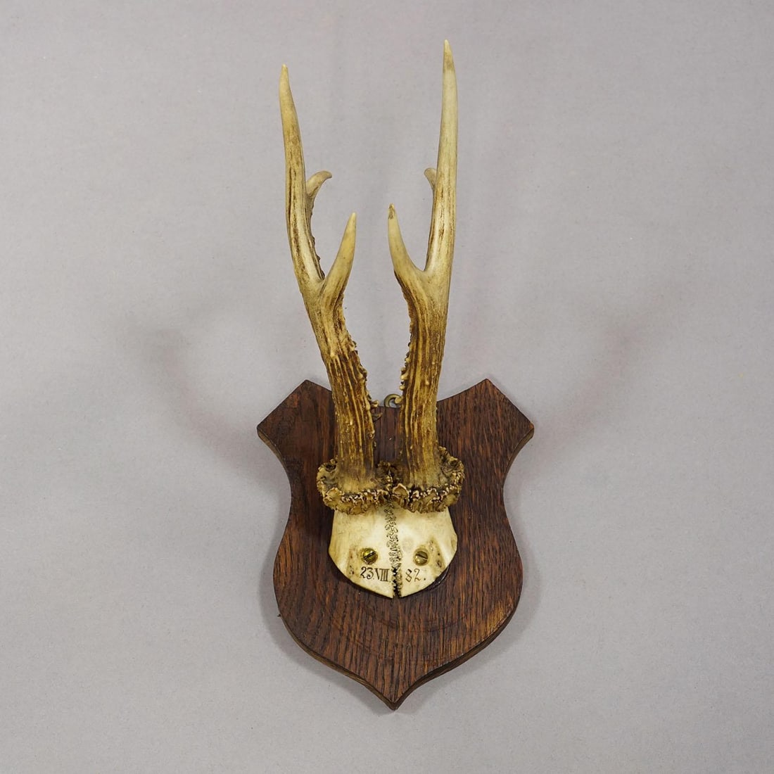 Six Large Roe Deer Trophies on Carved Plaques Germany 19.Century - 6