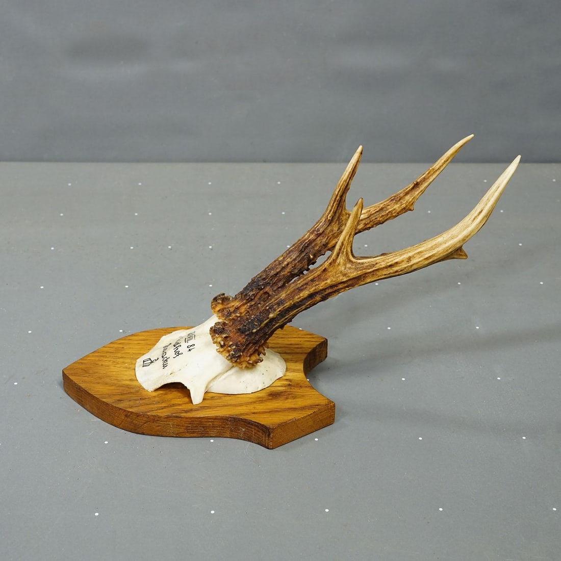 Six Large Roe Deer Trophies on Carved Plaques Germany 19.Century - 7