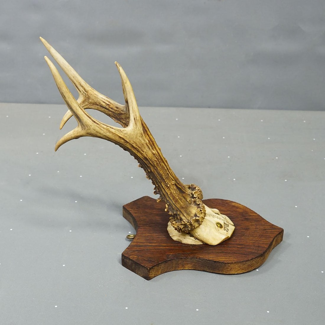 Six Large Roe Deer Trophies on Carved Plaques Germany 19.Century - 8