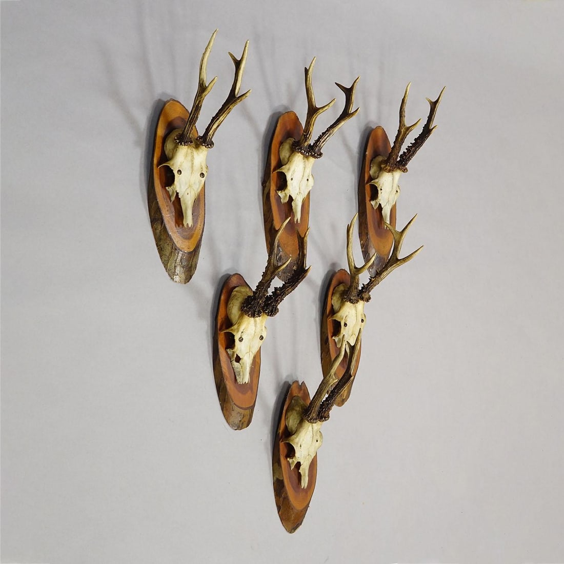 Set of Six Roe Deer Trophies on Wooden Slices Germany Ca. 1950s - 3