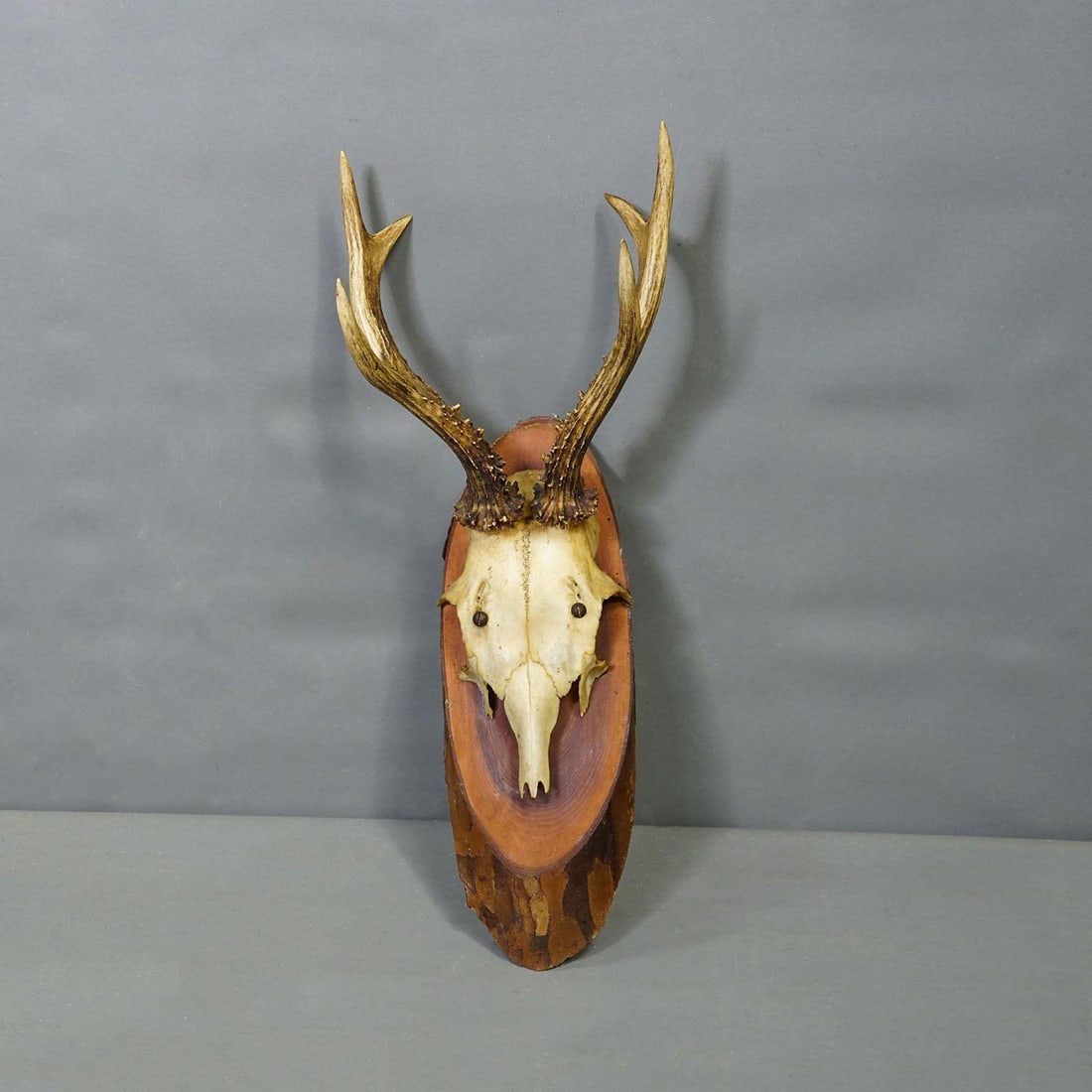 Set of Six Roe Deer Trophies on Wooden Slices Germany Ca. 1950s - 4