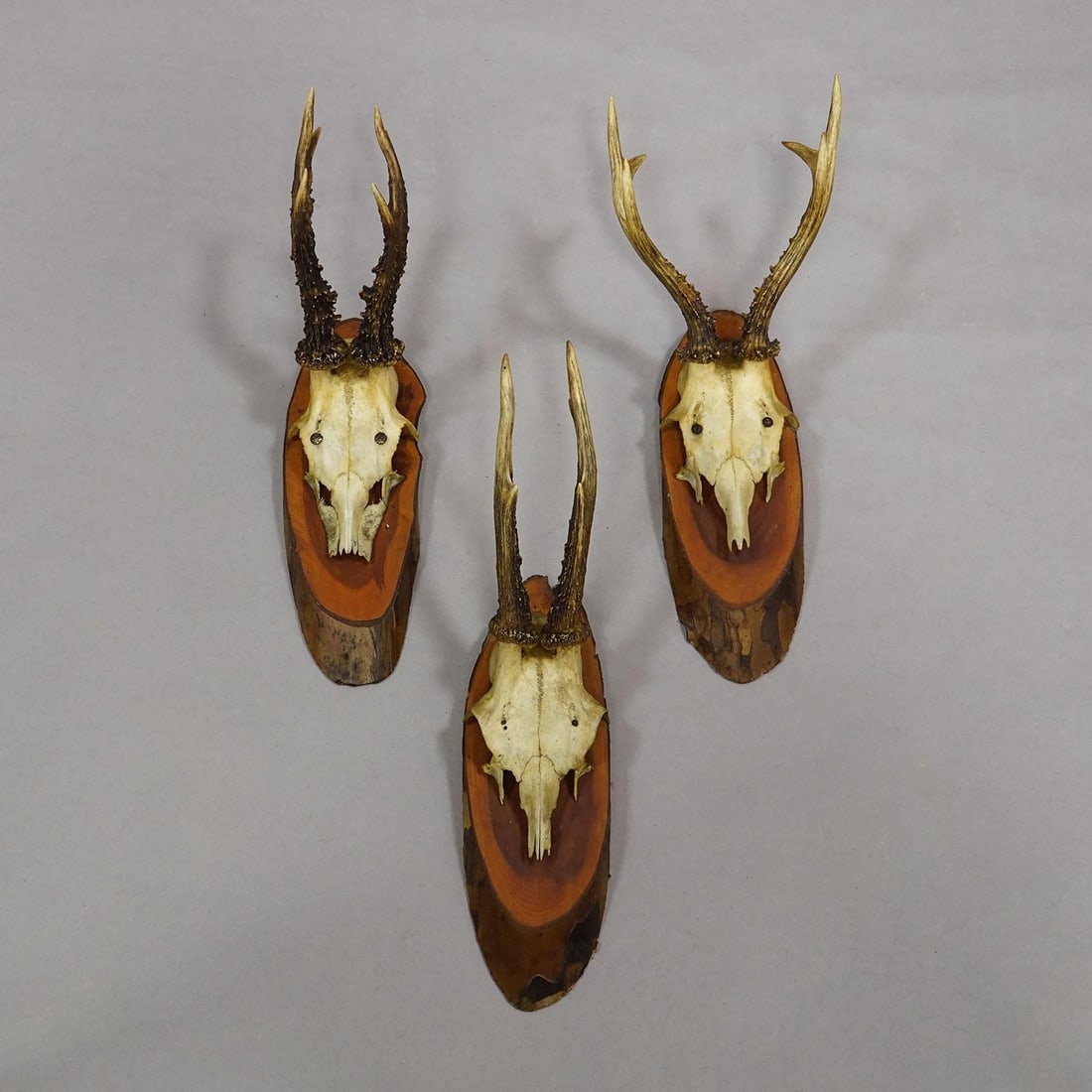 Set of Six Roe Deer Trophies on Wooden Slices Germany Ca. 1950s - 5
