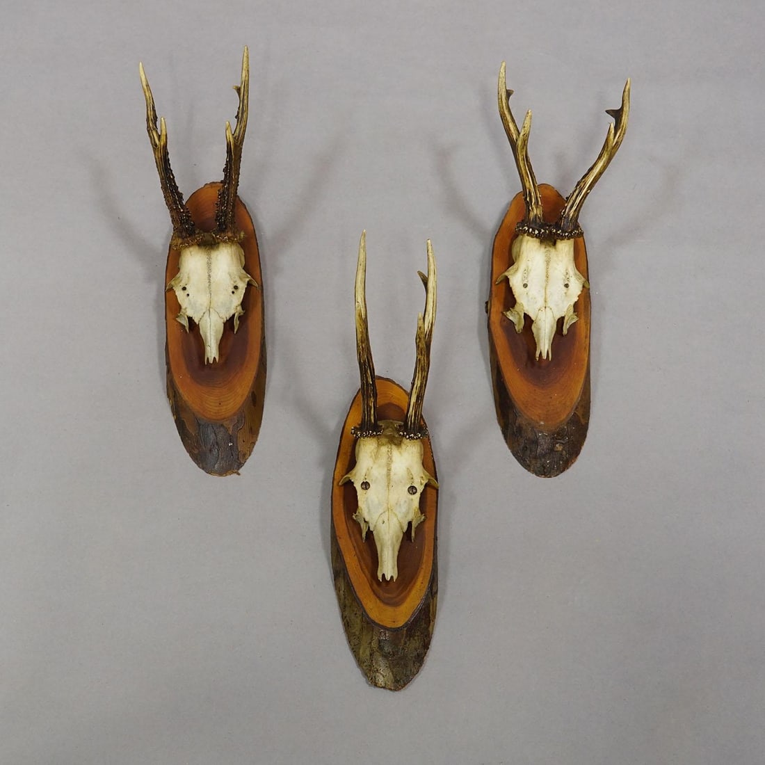 Set of Six Roe Deer Trophies on Wooden Slices Germany Ca. 1950s - 6