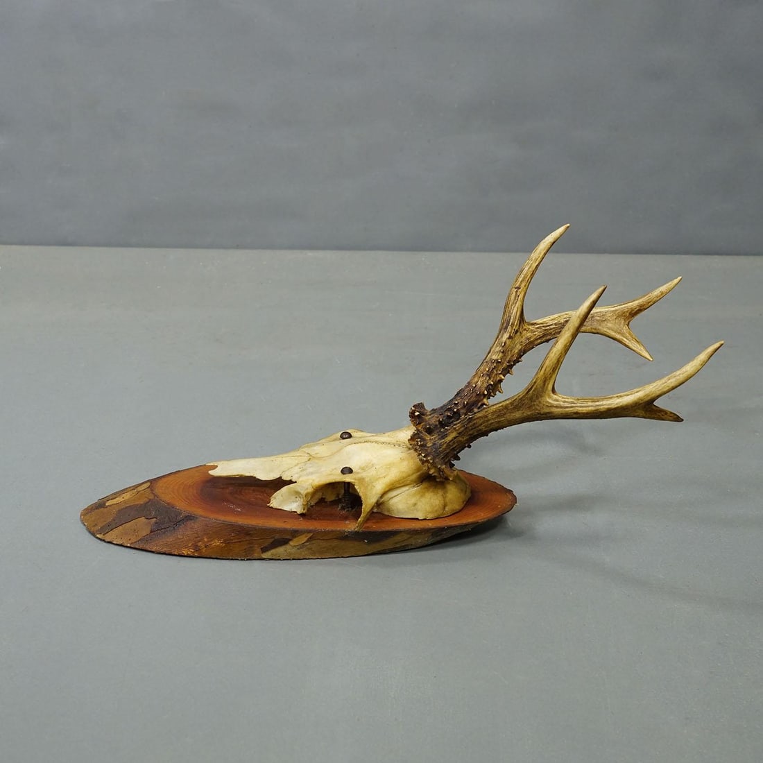 Set of Six Roe Deer Trophies on Wooden Slices Germany Ca. 1950s - 7