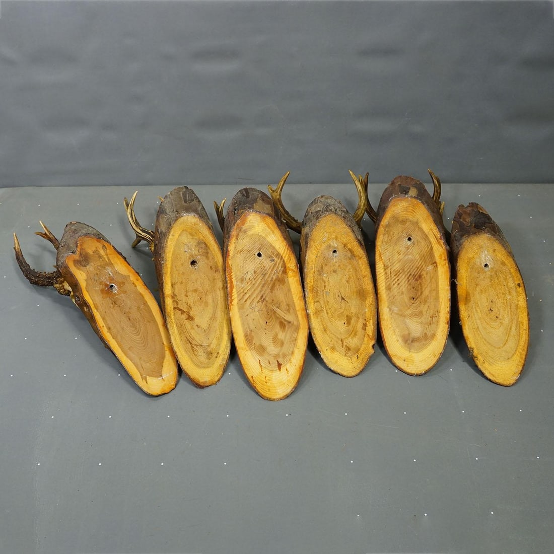 Set of Six Roe Deer Trophies on Wooden Slices Germany Ca. 1950s - 8