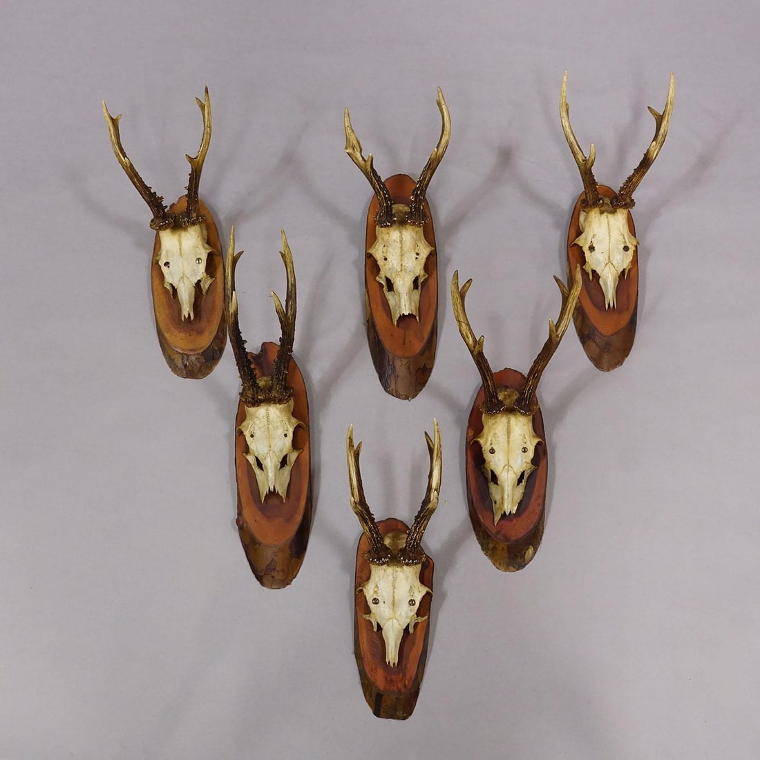 Set of Six Roe Deer Trophies on Wooden Slices Germany Ca. 1960s - 2