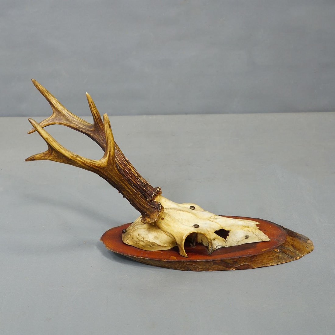 Set of Six Roe Deer Trophies on Wooden Slices Germany Ca. 1960s - 3