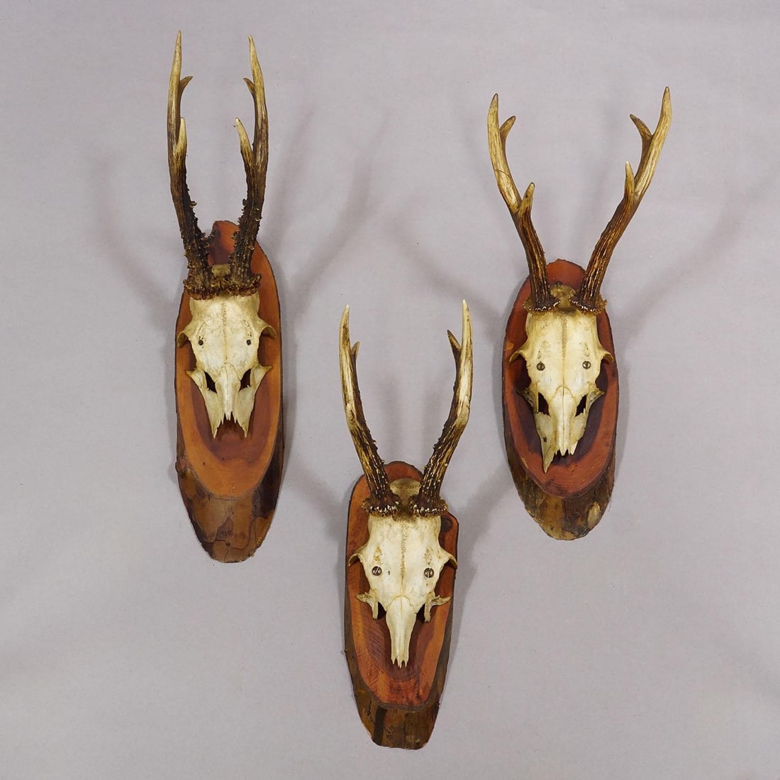 Set of Six Roe Deer Trophies on Wooden Slices Germany Ca. 1960s - 4