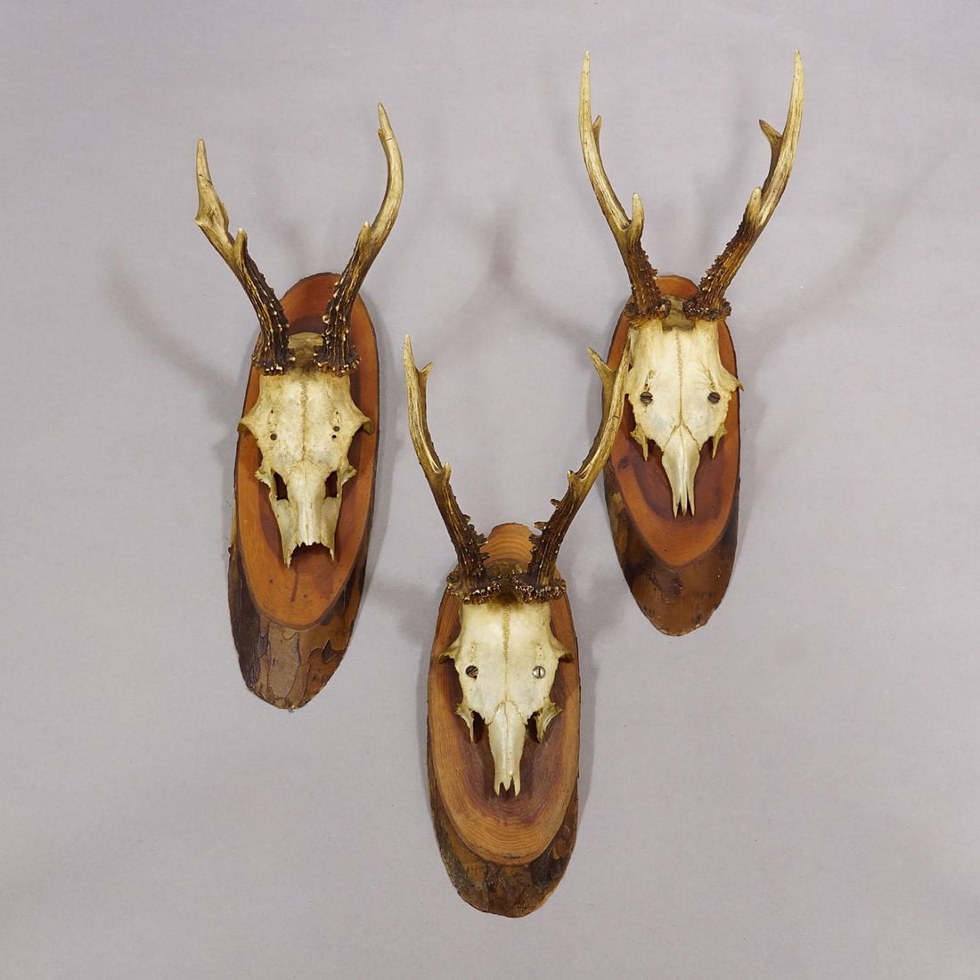 Set of Six Roe Deer Trophies on Wooden Slices Germany Ca. 1960s - 6