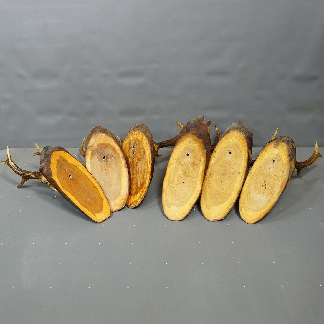 Set of Six Roe Deer Trophies on Wooden Slices Germany Ca. 1960s - 7
