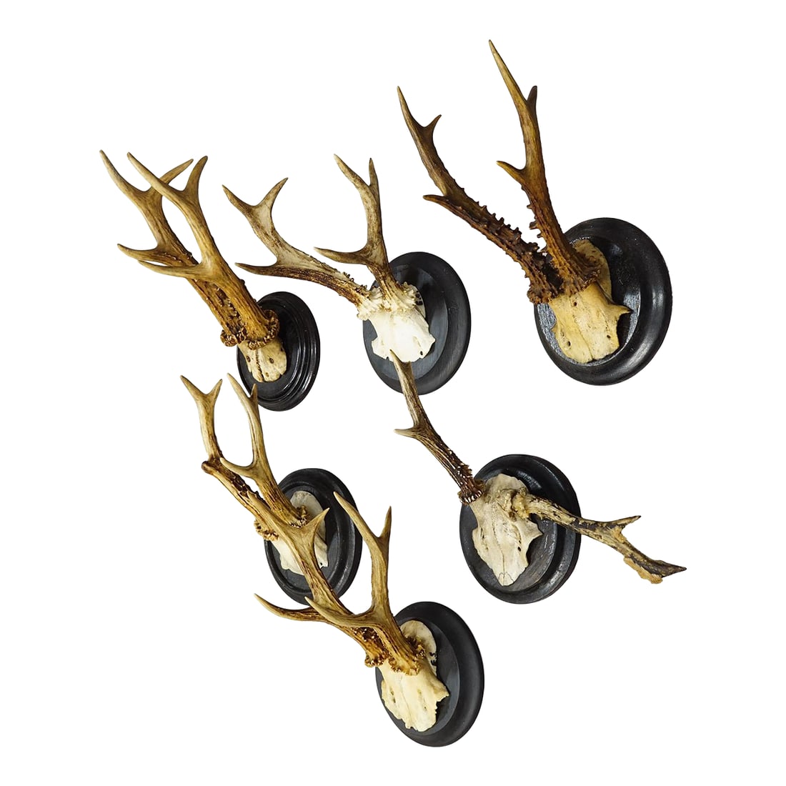Set of Six Roe Deer Trophies on Turned Plaques Germany Ca. 1910s: Set of Six Roe Deer Trophies on Turned Plaques Germany ca. 1910s An antique set of six antique Black Forest roe deer (Capreolus capreolus) trophies mounted on turned wooden plaques, painted in black.