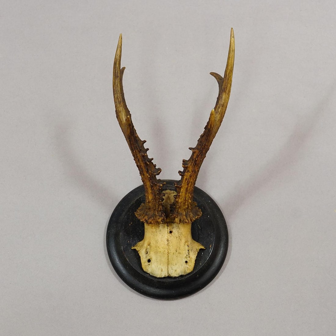 Set of Six Roe Deer Trophies on Turned Plaques Germany Ca. 1910s - 4