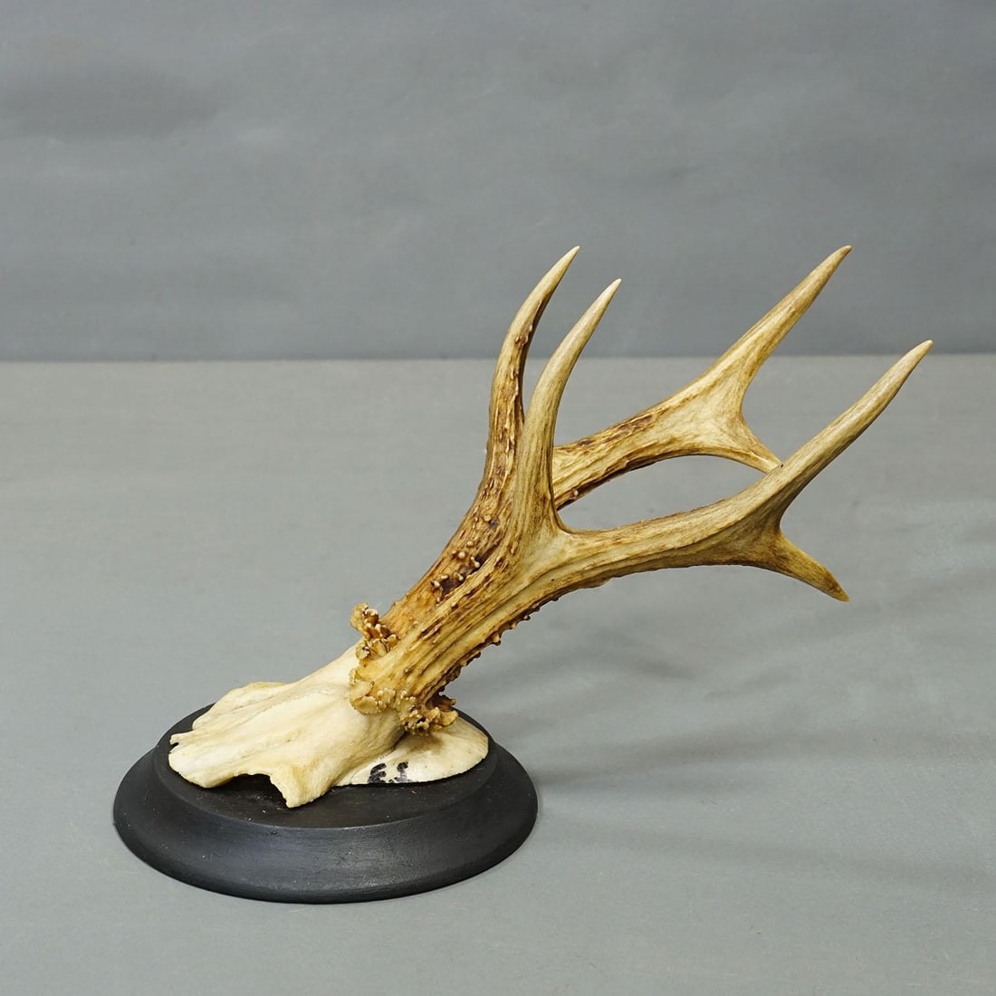 Set of Six Roe Deer Trophies on Turned Plaques Germany Ca. 1910s - 7