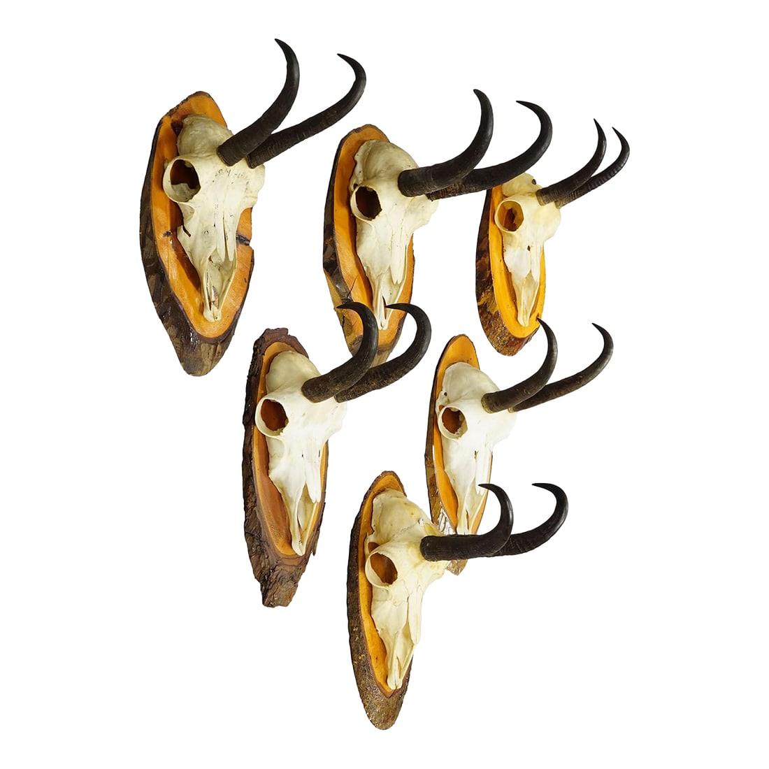 Set of Six Chamois Trophies on Birch Slices Germany Ca. 1960s (1 of 7)