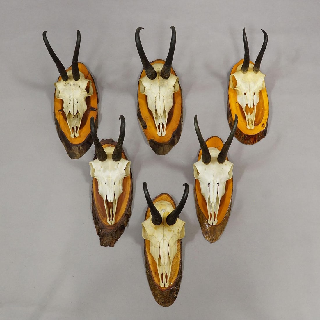 Set of Six Chamois Trophies on Birch Slices Germany Ca. 1960s - 2