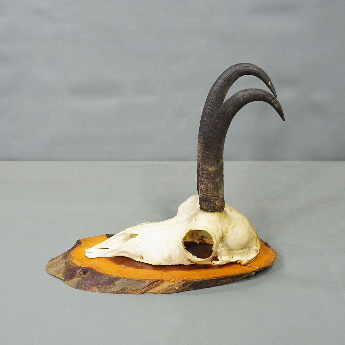 Set of Six Chamois Trophies on Birch Slices Germany Ca. 1960s - 3