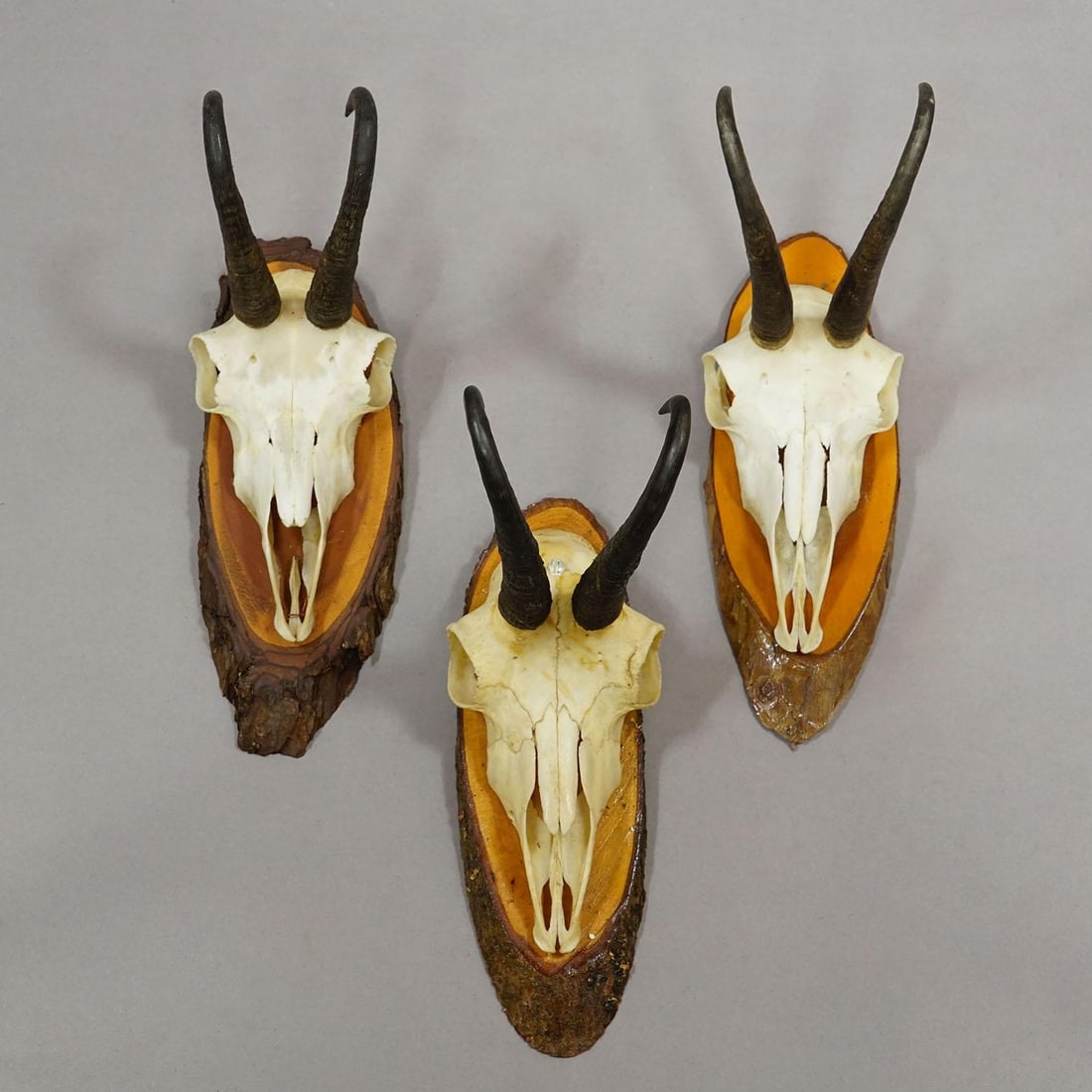Set of Six Chamois Trophies on Birch Slices Germany Ca. 1960s - 4