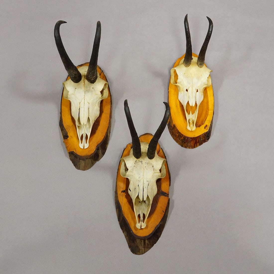 Set of Six Chamois Trophies on Birch Slices Germany Ca. 1960s - 5